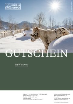 Motiv Esel im Winter